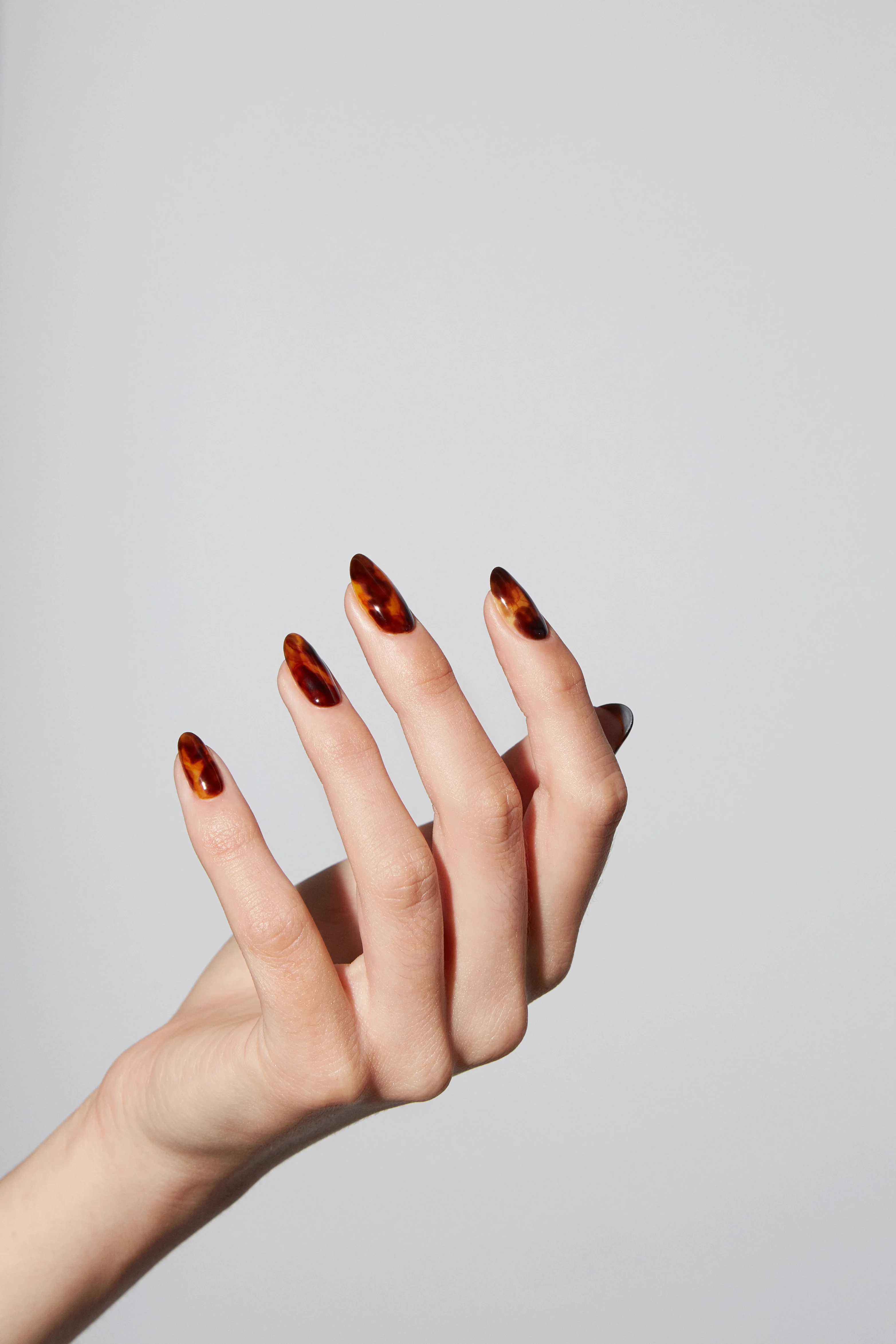 Ensemble Tortoise - Image 3